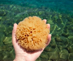 Woman Hand Holding Natural Sea Sponge