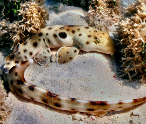 'Walking sharks' lay eggs without breaking a sweat