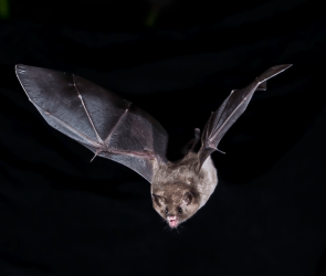 A robot bat sheds new light how they hunt in darkness