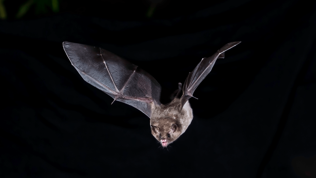 A robot bat sheds new light how they hunt in darkness