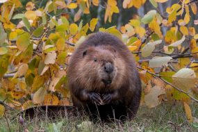 Idaho once dropped 76 beavers from airplanes—on purpose