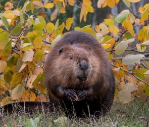 Idaho once dropped 76 beavers from airplanes—on purpose