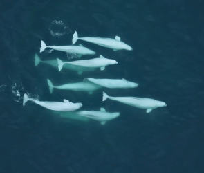 The swinging sex lives of Alaska’s beluga whales