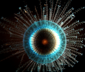 Perplexing blue button jelly looks like something out of 'Lord of the Rings'