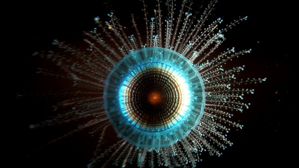 Perplexing blue button jelly looks like something out of 'Lord of the Rings'