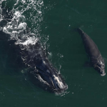 2026 is off to a hopeful start for these critically endangered whales