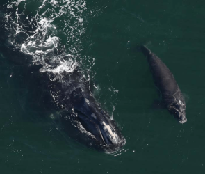 2026 is off to a hopeful start for these critically endangered whales