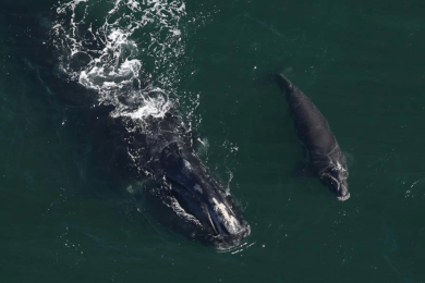2026 is off to a hopeful start for these critically endangered whales