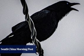 How Japan’s capital put a lid on crow chaos with a ‘simple’ fix