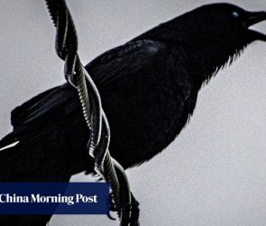 How Japan’s capital put a lid on crow chaos with a ‘simple’ fix