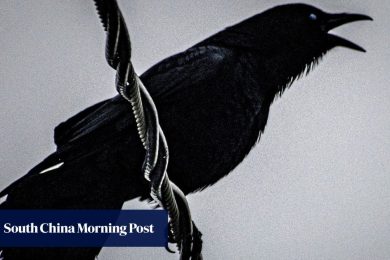 How Japan’s capital put a lid on crow chaos with a ‘simple’ fix