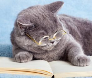 Can animals read? Not in the human way.