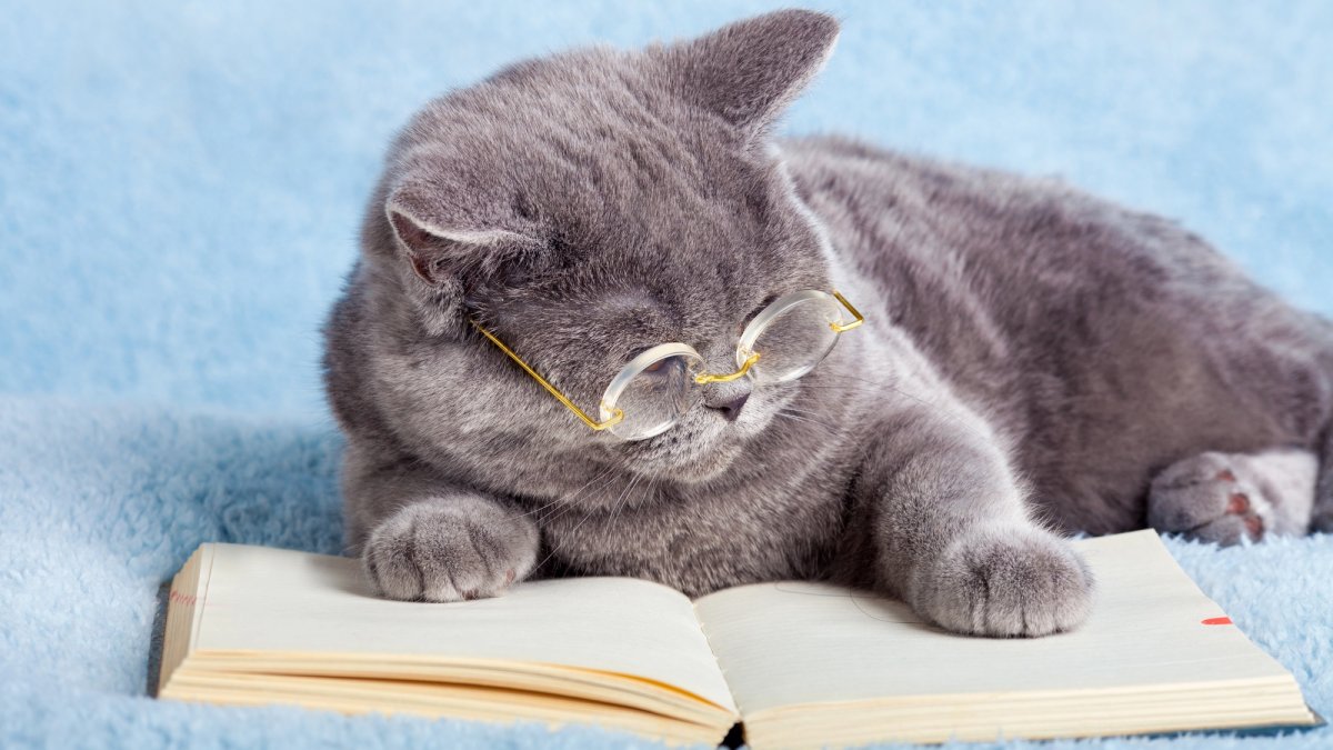 Can animals read? Not in the human way.