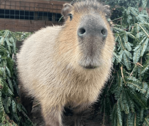 Donated Christmas trees get a second life at the zoo