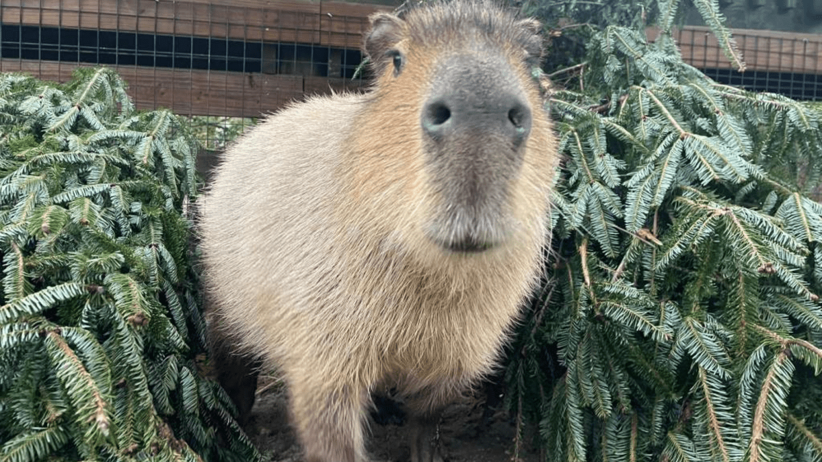 Donated Christmas trees get a second life at the zoo