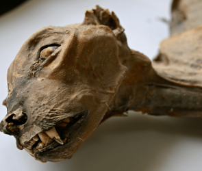 Mummified cheetahs could help save the critically endangered big cats