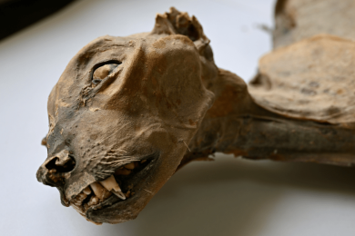 Mummified cheetahs could help save the critically endangered big cats