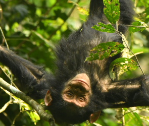 Baby chimpanzees like to free fall through trees