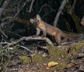 Adorable ferret-sized martens are rebounding in California