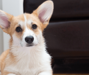 Angry yelling can throw a dog off balance