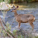 Deer markings actually glow | Popular Science