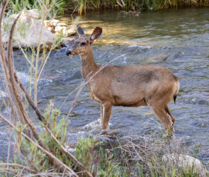 Deer markings actually glow | Popular Science