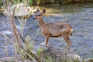 Deer markings actually glow | Popular Science