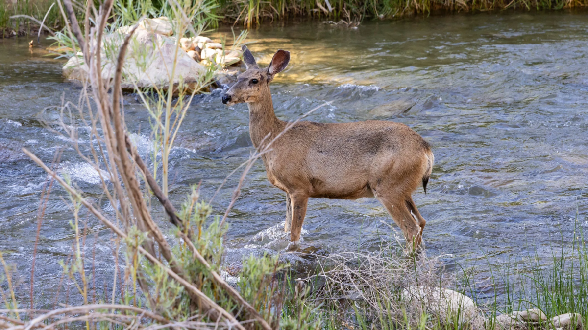 Deer markings actually glow | Popular Science