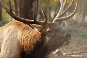 New wildlife cam features 800-pound elk in northern Michigan