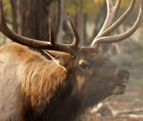 New wildlife cam features 800-pound elk in northern Michigan