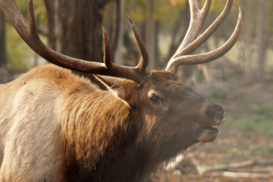 New wildlife cam features 800-pound elk in northern Michigan