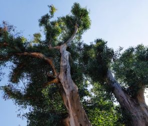 Americans planted entire forests of exploding Australian trees