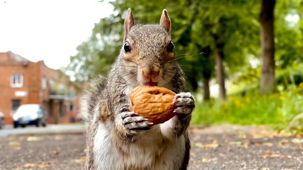 Squirrels can find 85% of the nuts they hide