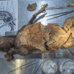 14,000-year-old woolly rhinoceros DNA extracted from wolf's stomach