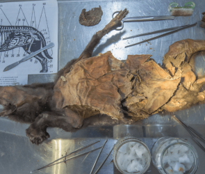 14,000-year-old woolly rhinoceros DNA extracted from wolf's stomach