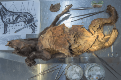 14,000-year-old woolly rhinoceros DNA extracted from wolf's stomach