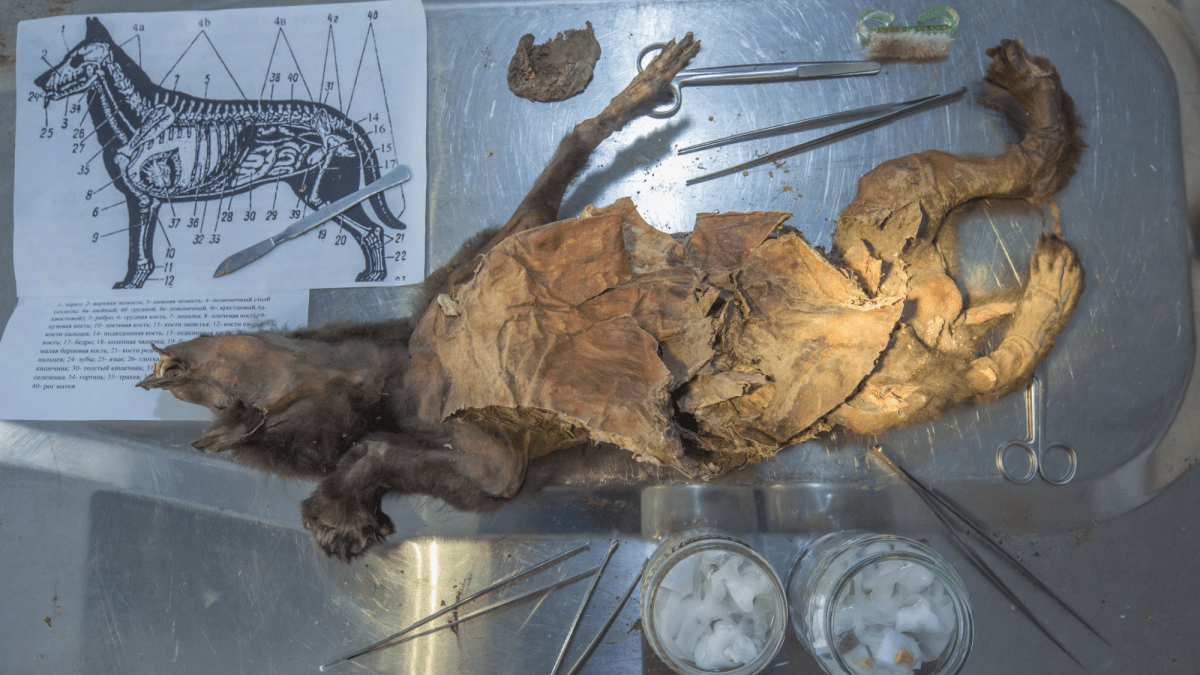 14,000-year-old woolly rhinoceros DNA extracted from wolf's stomach