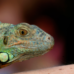 Don't pick up frozen iguanas