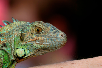 Don't pick up frozen iguanas