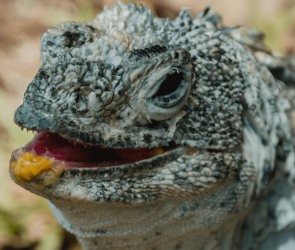 10 vulnerable wildlife species to watch in 2026