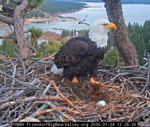 Bald eagle chick watch 2026: Jackie lays first egg