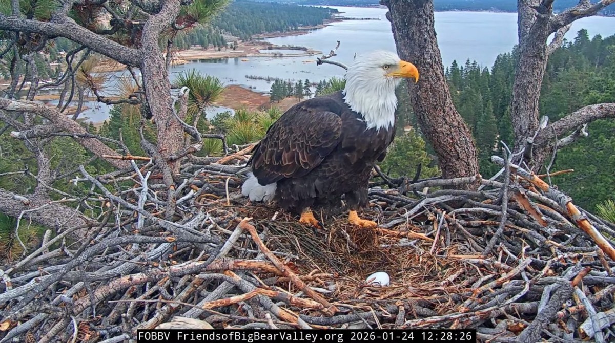 Bald eagle chick watch 2026: Jackie lays first egg