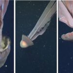 Giant phantom jellyfish spotted deep in Pacific缩略图 Giant phantom jellyfish spotted deep in Pacific