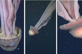 Giant phantom jellyfish spotted deep in Pacific