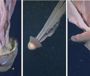 Giant phantom jellyfish spotted deep in Pacific