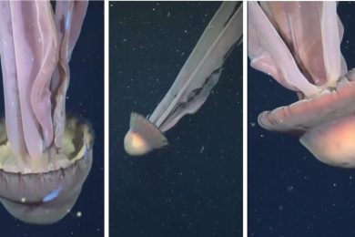 Giant phantom jellyfish spotted deep in Pacific
