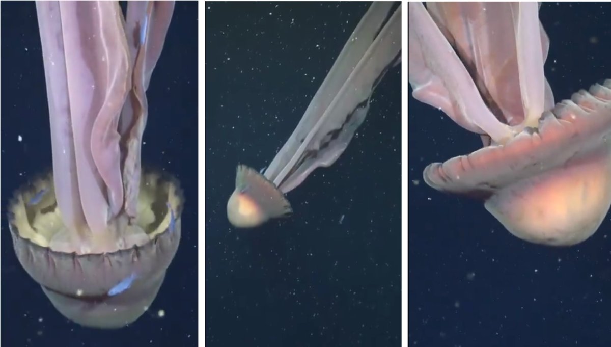 Giant phantom jellyfish spotted deep in Pacific