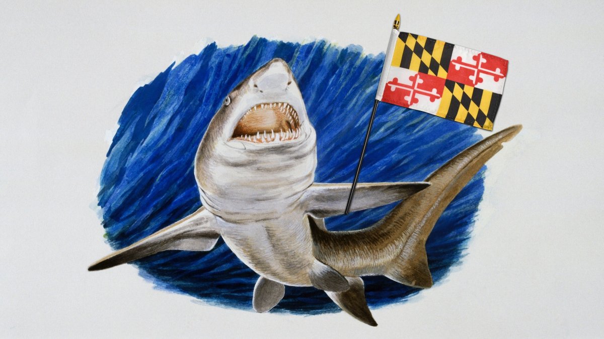 Megalodon could become Maryland’s official state shark
