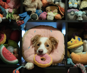 Super smart dogs learn by eavesdropping