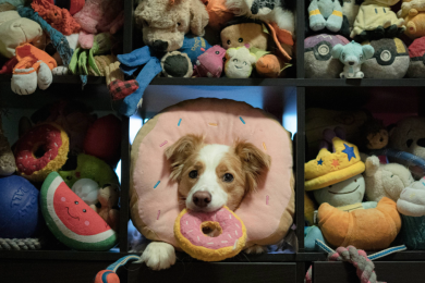 Super smart dogs learn by eavesdropping